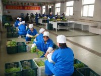 绿源蔬菜公司——新鲜直达，健康相伴