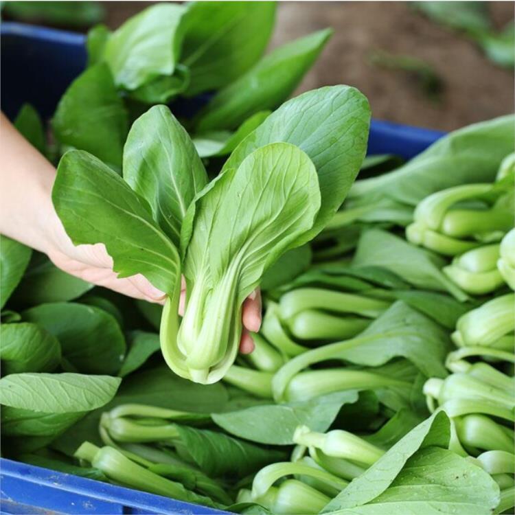 平湖饭堂食材配送服务 工厂食堂送菜与新鲜蔬菜供应的一站式解决方案