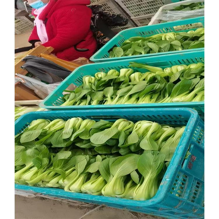 南山工地蔬菜配送 生鲜准时达，助力工程建设者的健康餐桌
